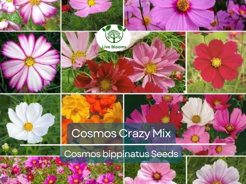 200 Seeds Cosmos Crazy for Cosmos Mix, Heirloom, Non-GMO, Attracts Pollinators, Loves Heat, Vibrant Garden Flowers, Easy to Grow Annuals