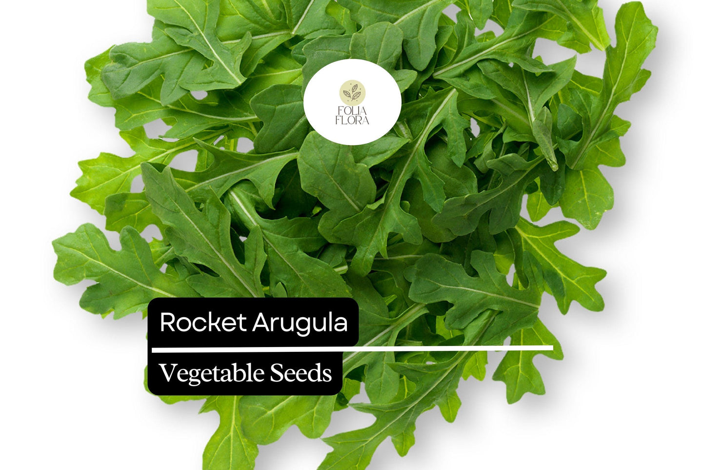 500 Rocket Arugula Seeds – Heirloom, Fast-Growing, Spicy & Nutty Greens, Non-GMO, Cool-Season Crop