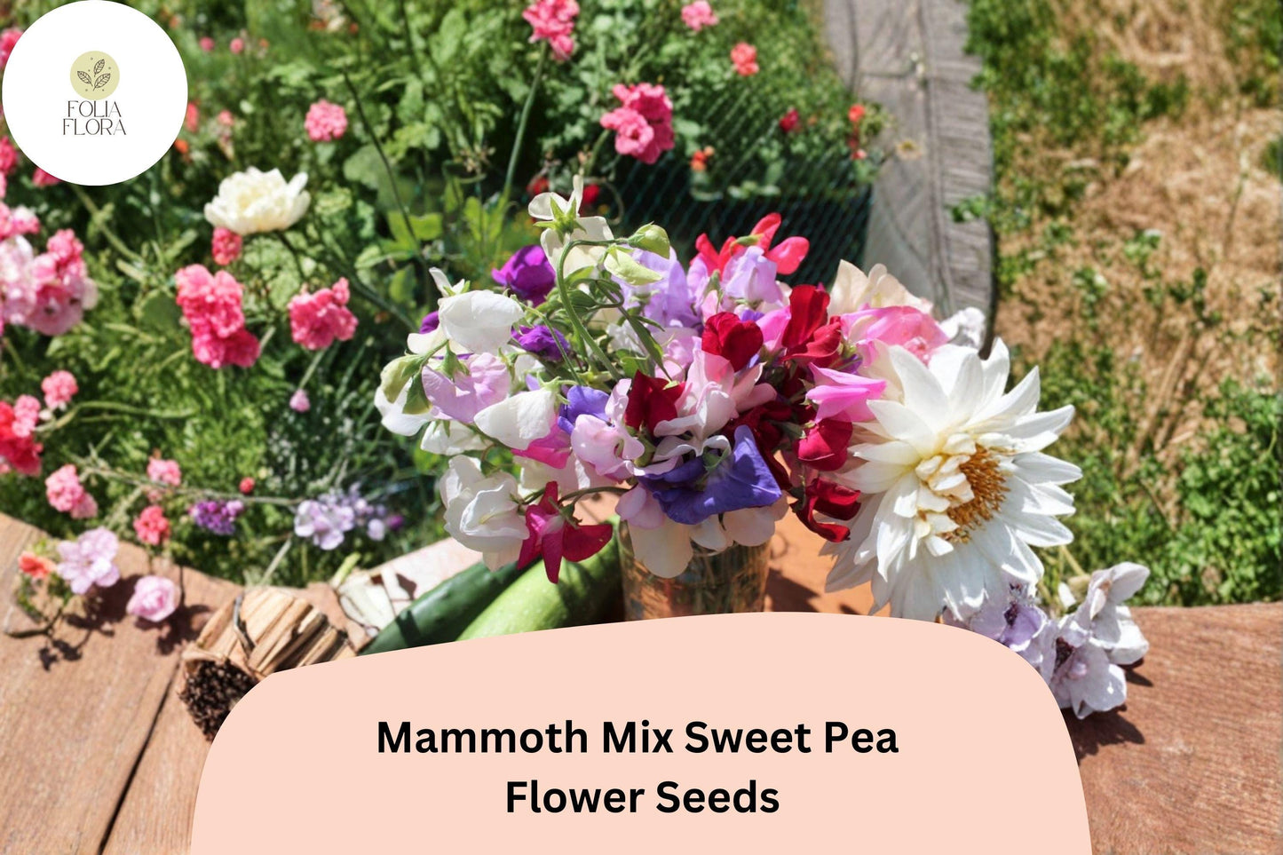 Mammoth Mix Sweet Pea Seeds | Lathyrus odoratus Tall Vine Mixed Colors Garden (50+ Seeds)