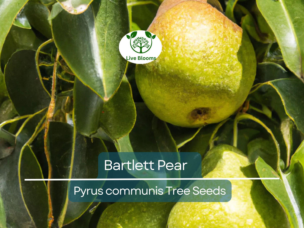 10 Bartlett Pear Tree Seeds (Pyrus communis) | Sweet Edible Pears | Grow Your Own Delicious Pear Tree, Perfect for Fruit Gardens & Orchards