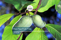 5 Paw Paw Tree Seeds (Asimina Triloba) | Fresh Stratified Indiana Banana Seeds | Ready to Plant | Unique Fruit & Purple Blossoms