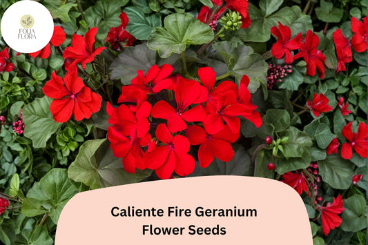 25+ Caliente Fire Geranium Seeds | Bright Red-Orange Zonal Ivy Hybrid | Garden & Hanging Basket Flower