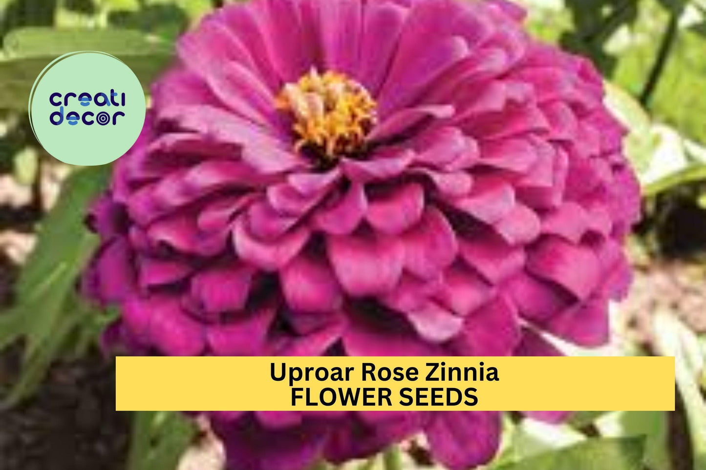 100+ Uproar Rose Zinnia Seeds – Vibrant Rose-Pink Blooms for Garden Planting, Long-Lasting Cut Flowers for Beds & Borders – USA