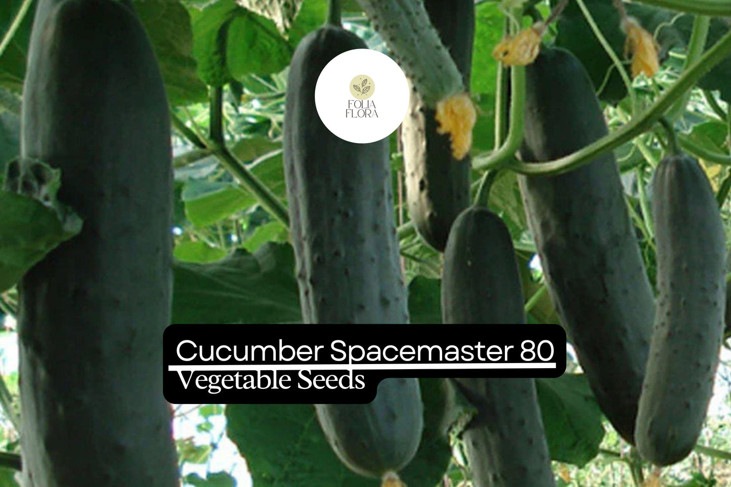 50 Seeds Spacemaster 80 Cucumber, Compact and Productive Variety for Small Gardens and Containers
