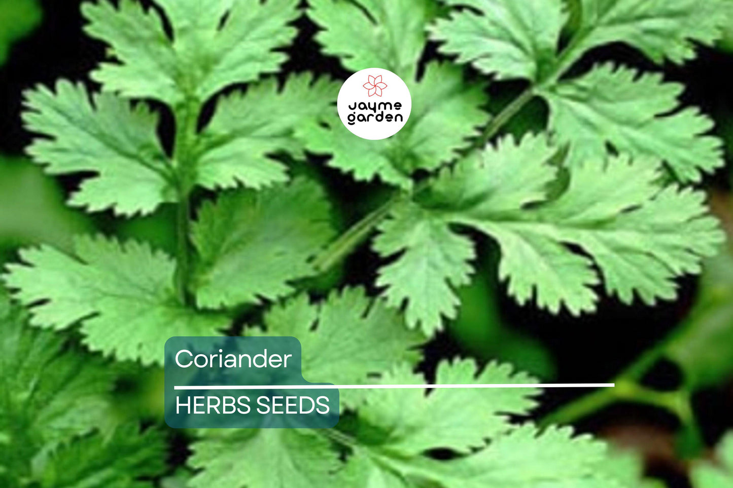 500 Fresh Cilantro Coriander Seeds NON-GMO | Heirloom Herb for Cooking | Easy to Grow | USA Seller