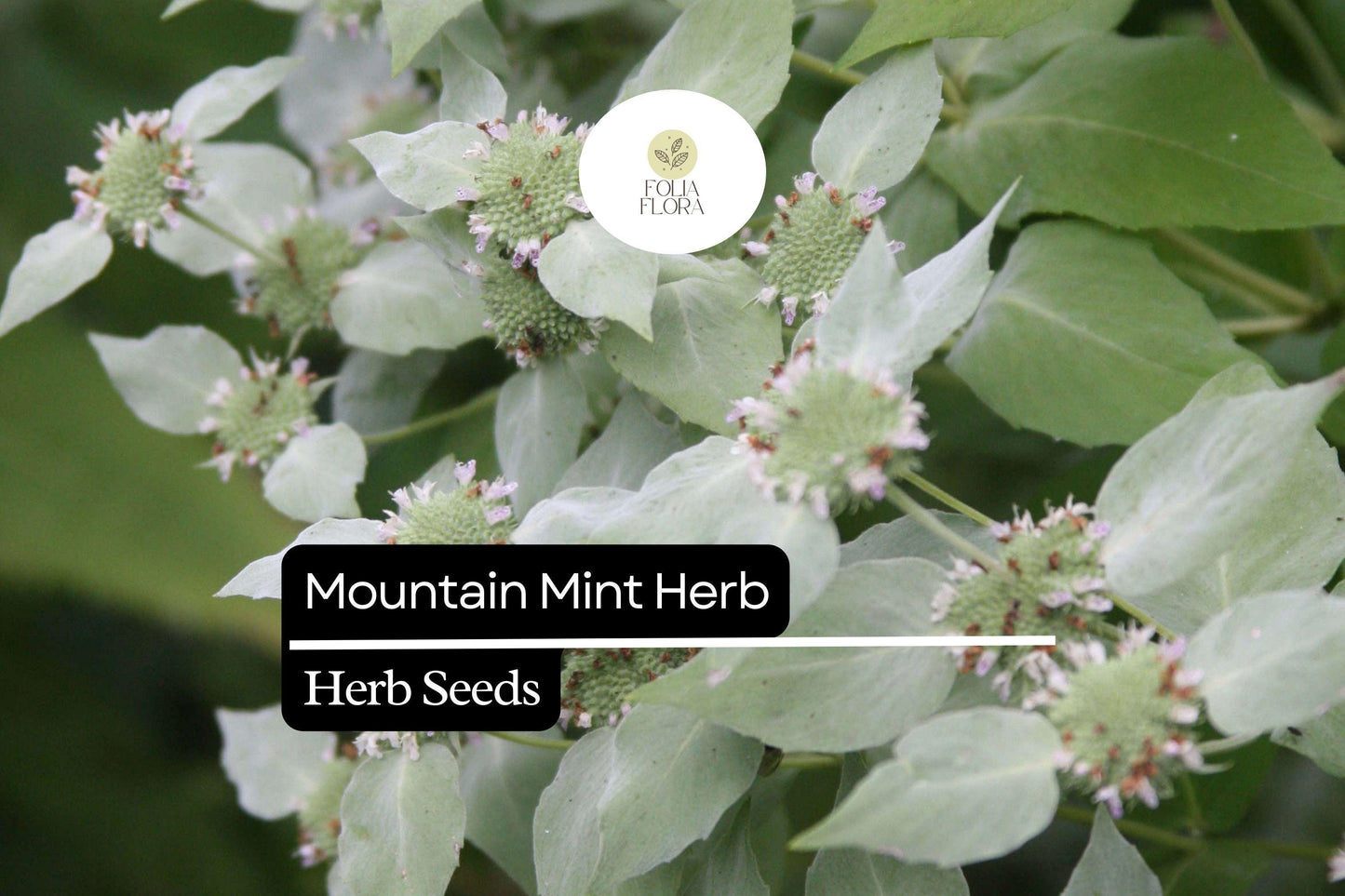 30mg Mountain Mint Herb Seeds | Pycnanthemum spp. Aromatic Perennial | Pollinator-Friendly & Medicinal Herb
