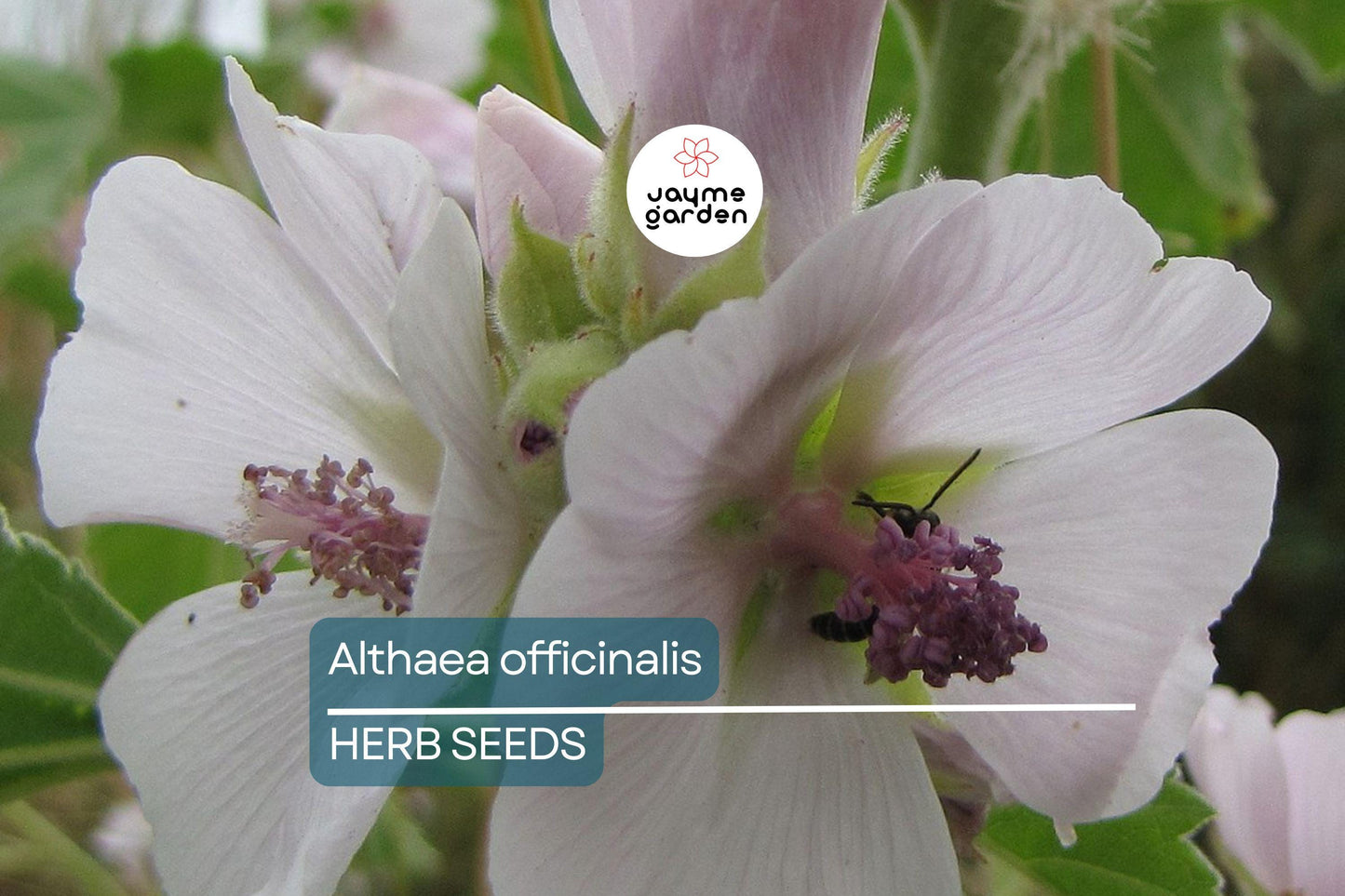 50 Marshmallow Seeds Althaea Officinalis – Perennial Herb, Medicinal & Culinary Uses, Pink Blooms, USA Seller