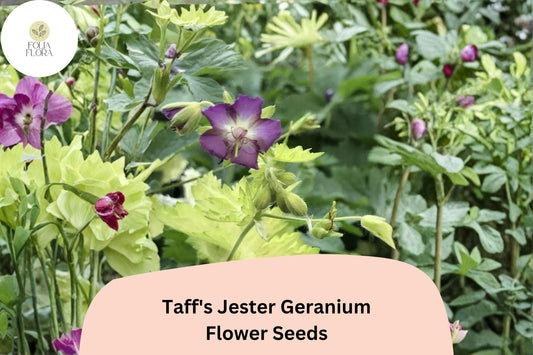 25+ Taff’s Jester Geranium Seeds | Hardy Perennial Cranesbill | Purple Blooms for Garden Borders and Containers