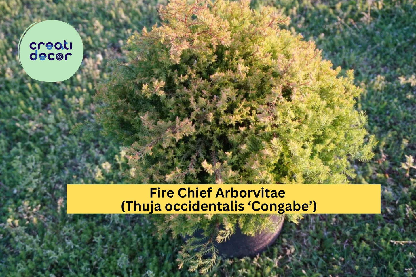 Fire Chief Arborvitae Plant | Thuja occidentalis ‘Congabe’ Live Evergreen | Compact Dwarf Shrub with Yellow-Orange-Red Fall Color