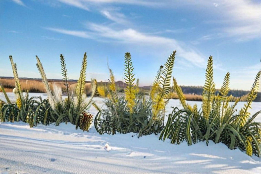Prince's Plume Seeds – Stanleya pinnata, Native Western Wildflower, Drought Tolerant (40 Seeds)