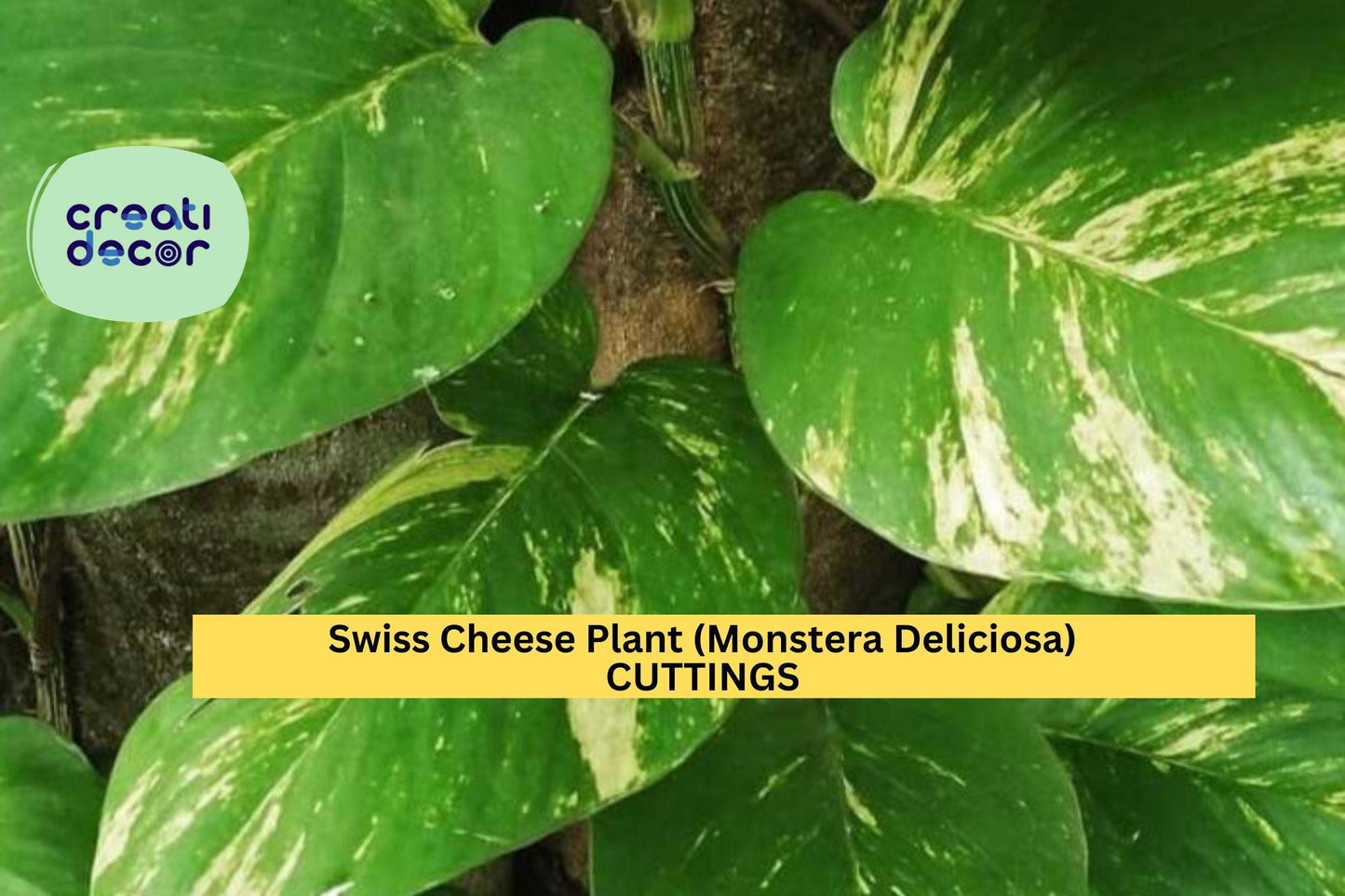 Epipremnum Pinnatum Albo Variegated | 1 Rooted Cutting | Rare Variegated Vine | Indoor Aroid Plant | Collector’s Choice