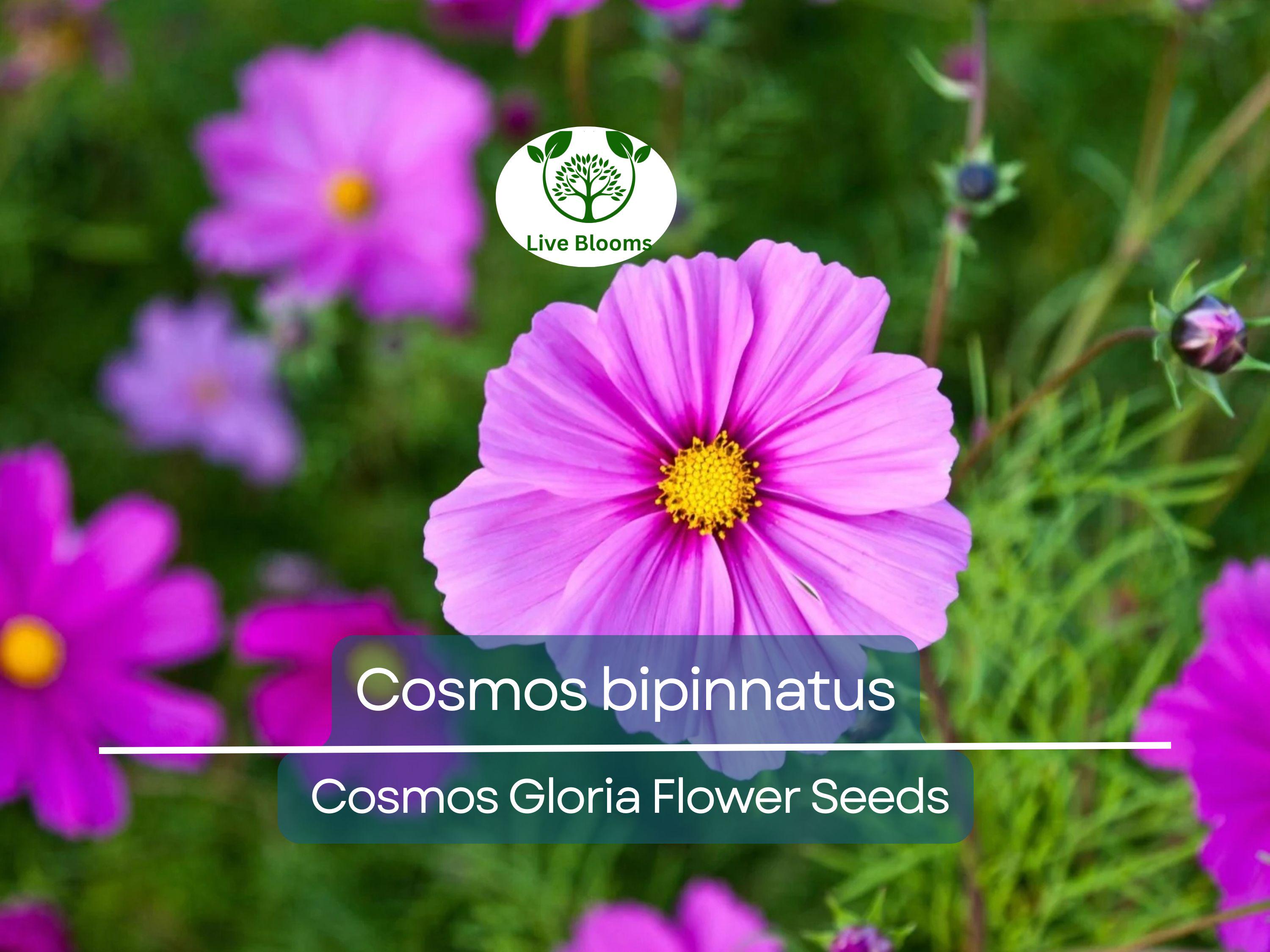 1 Gram Seeds Cosmos Gloria for Planting | Cosmos bipinnatus Vibrant Annual Flower for Gardens, Pollinator Habitats & Decorative Landscaping