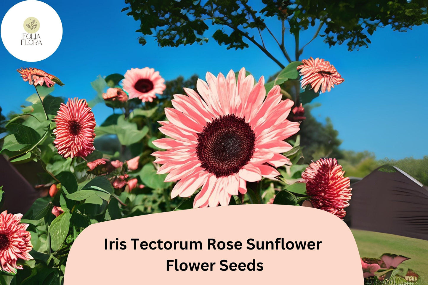 50PCS Iris Tectorum Rose Sunflower Seeds | Rare Ornamental Garden Bloom | Non-GMO | Exotic Iris-Sunflower Hybrid Look