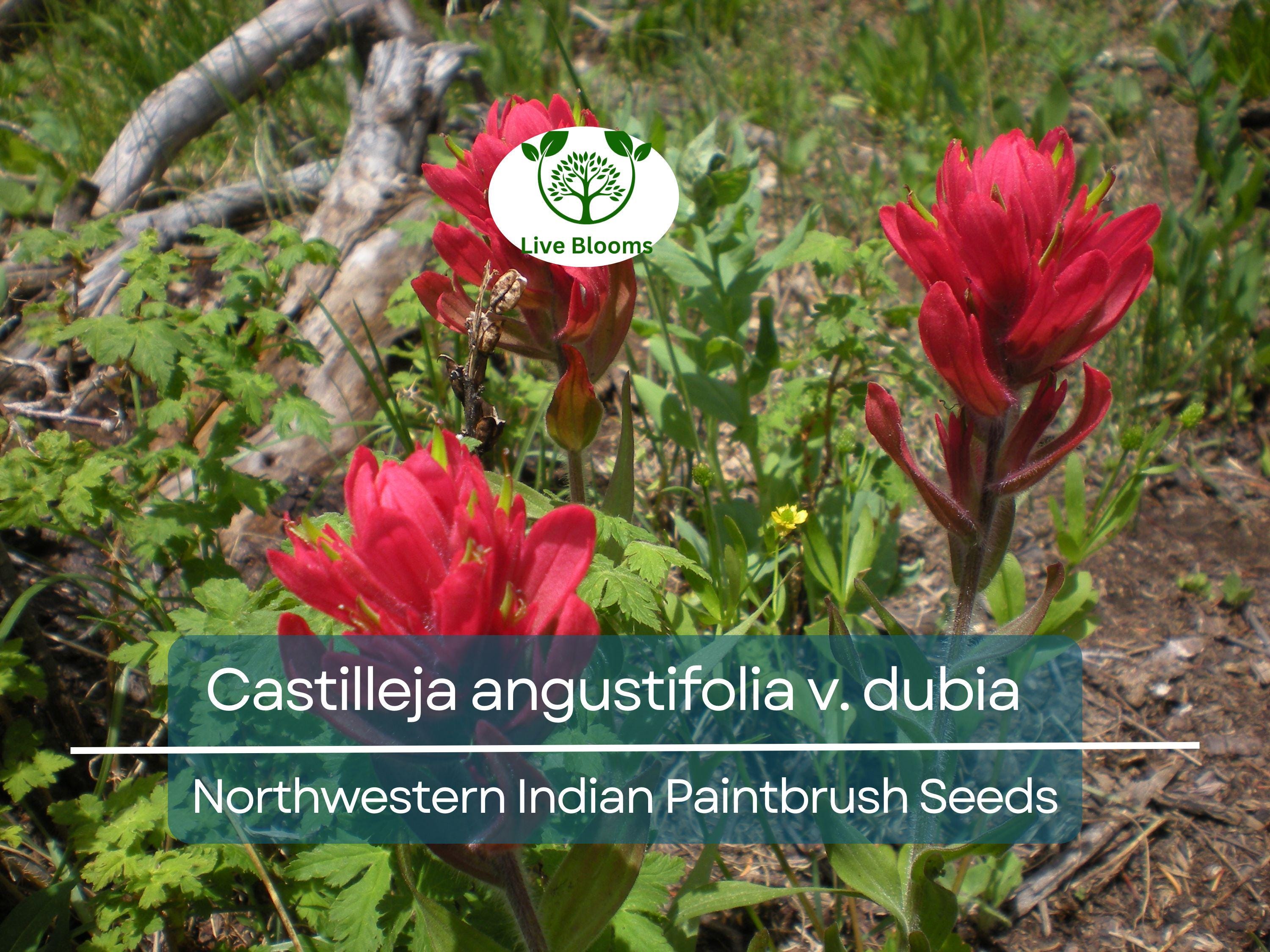 300 Seeds Castilleja angustifolia v. dubia Northwestern Indian Paintbrush – Wildflower for Planting, Red Blooms, Native to North America