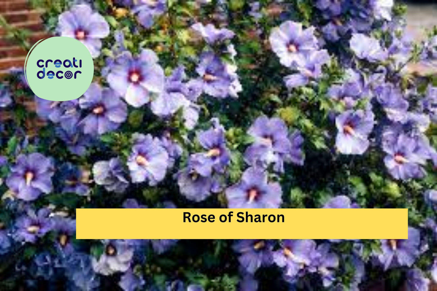 2 Live Bare Root Plants 10–18 Inches , Rose of Sharon – Hibiscus syriacus, Hardy Flowering Shrub with Summer Blooms for Garden & Landscape