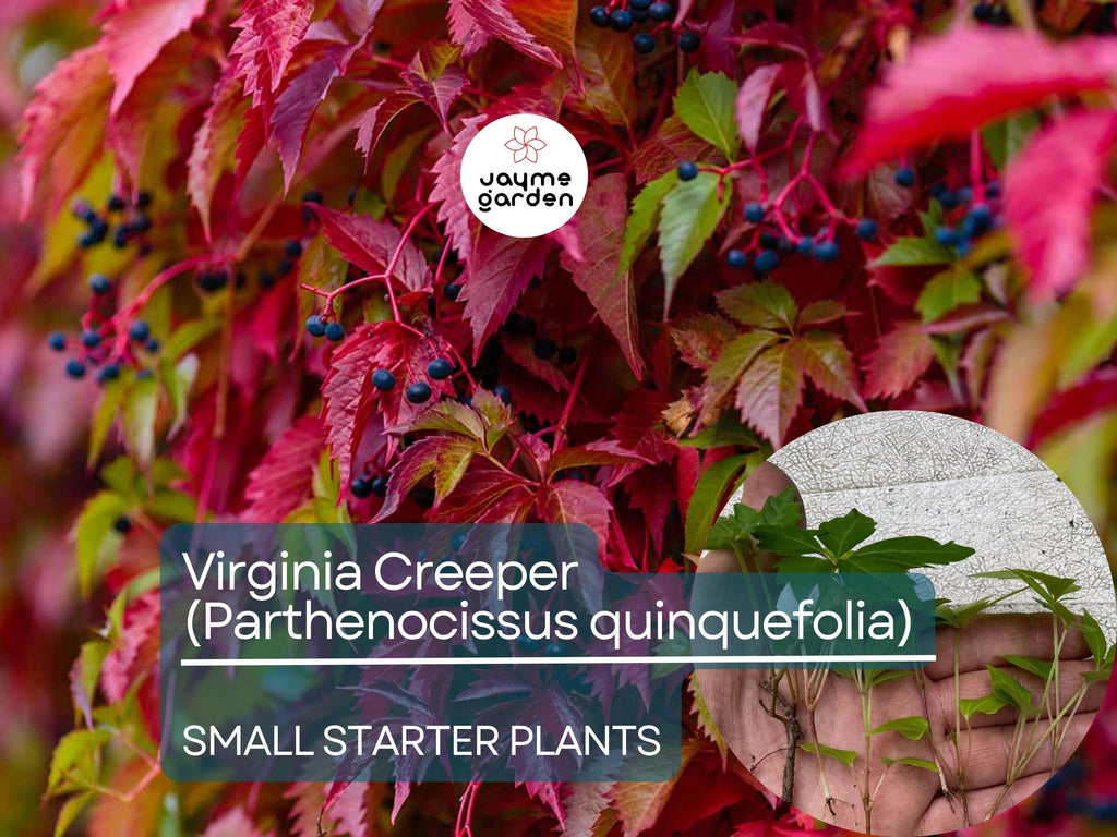 12 Small Starter Plants Virginia Creeper Vine (Parthenocissus quinquefolia) - Hardy Climbing Vine for Walls, Fences & Ground Cover