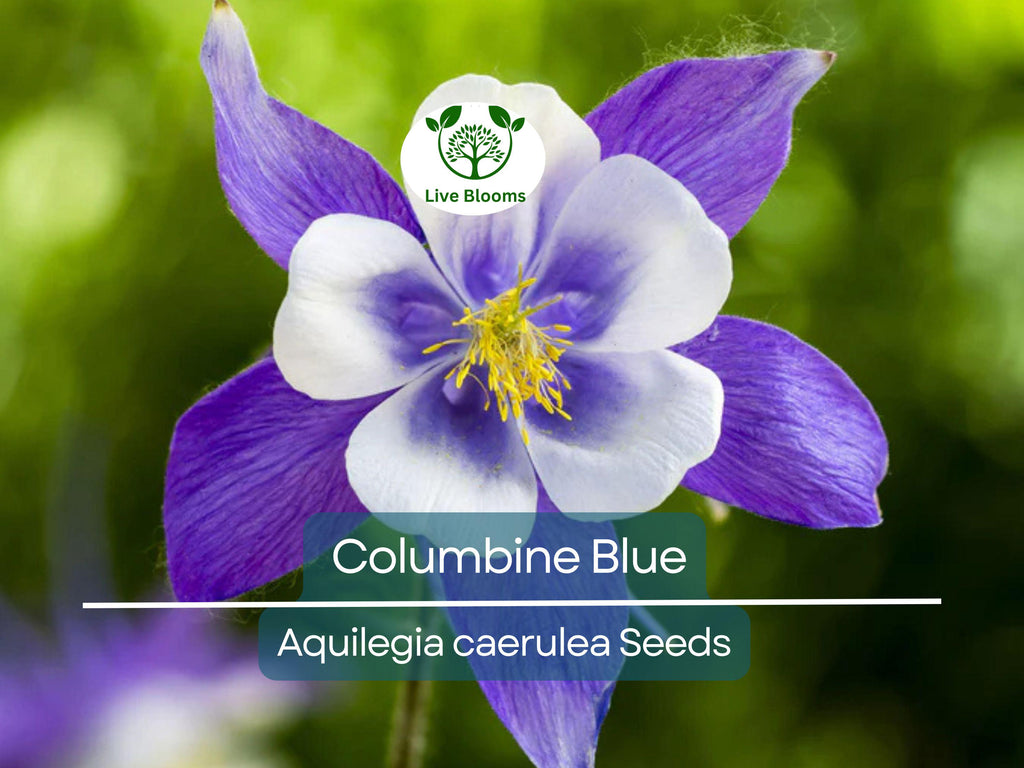 500 Seeds Columbine Blue, Perennial, Native Spring Blooms, Non-GMO, Aquilegia caerulea, Fall Planting, Pollinator-Friendly, Garden Flowers
