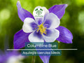500 Seeds Columbine Blue, Perennial, Native Spring Blooms, Non-GMO, Aquilegia caerulea, Fall Planting, Pollinator-Friendly, Garden Flowers