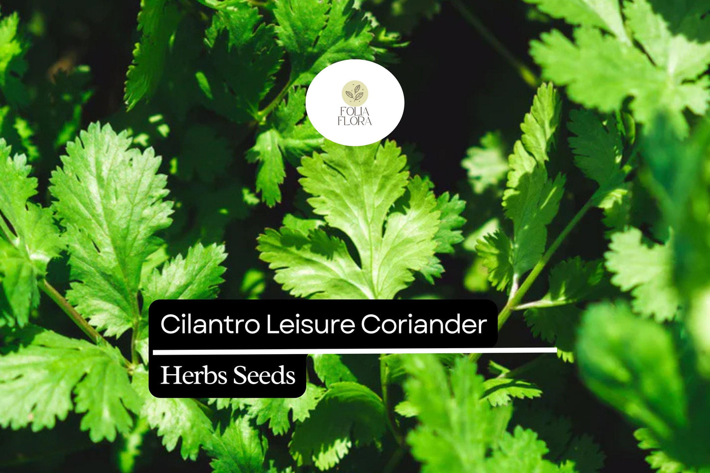 1g Cilantro Leisure Coriander Seeds Coriandrum sativum | Fast-Growing Herb, Heirloom, Non-GMO, Culinary Staple, Easy to Grow