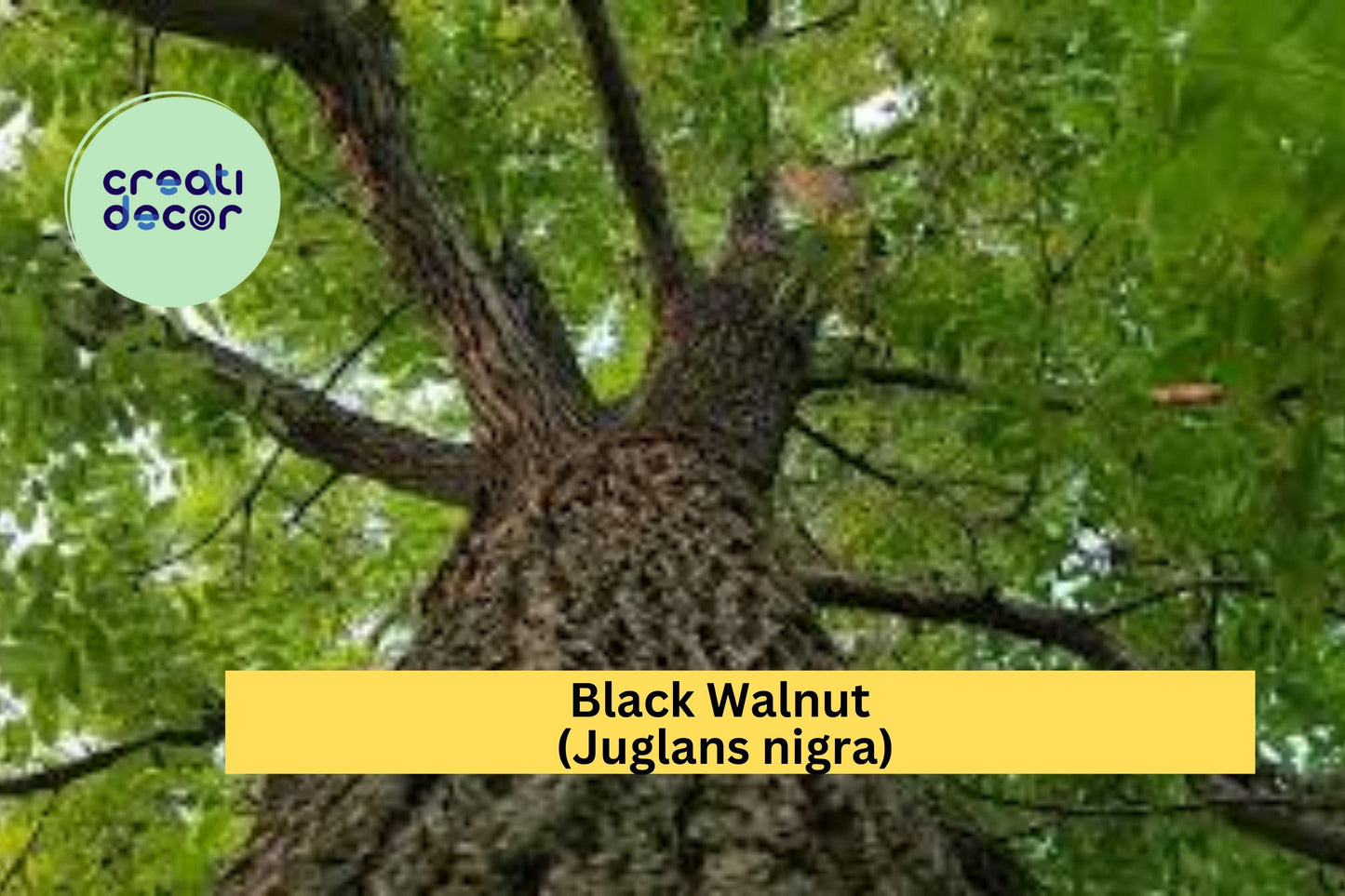 Black Walnut Tree Seedlings | 3 Live Bare Root Plants | 12–16" Tall Juglans nigra Native Hardwood Trees