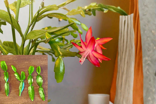 Christmas Cactus 3 Cuttings No Roots (Schlumbergera × buckleyi) Pink Holiday Cactus