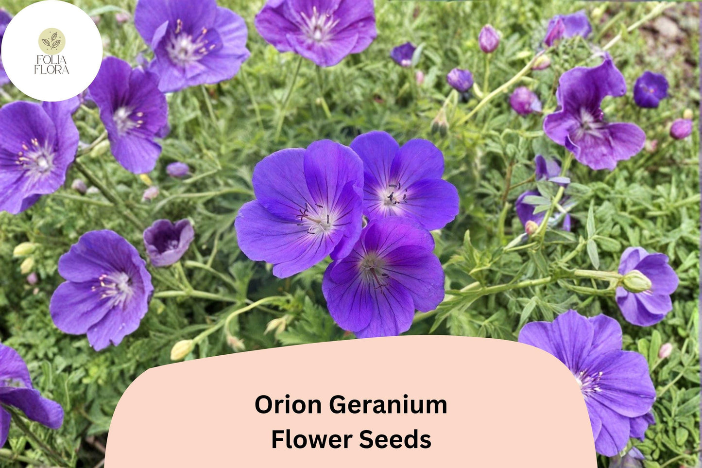 25+ Orion Geranium Seeds | Hardy Perennial | Violet-Purple Blooms for Garden Borders & Pollinator Gardens