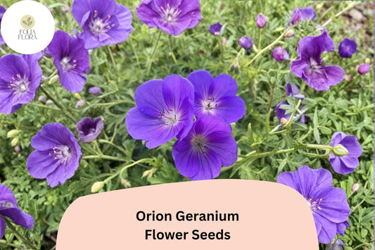 25+ Orion Geranium Seeds | Hardy Perennial | Violet-Purple Blooms for Garden Borders & Pollinator Gardens