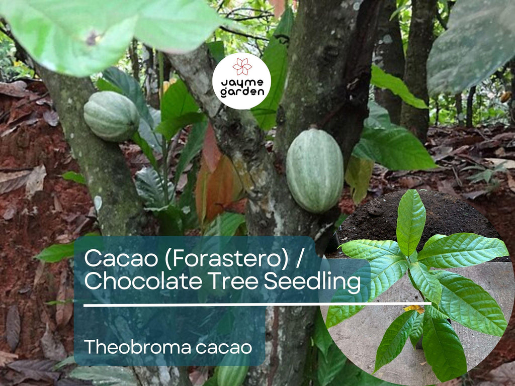 Cacao Starter Plant Seedling (Forastero, Theobroma cacao) - Live Tropical Fruit Tree 2-3 Feet - Grow Your Own Chocolate at Home