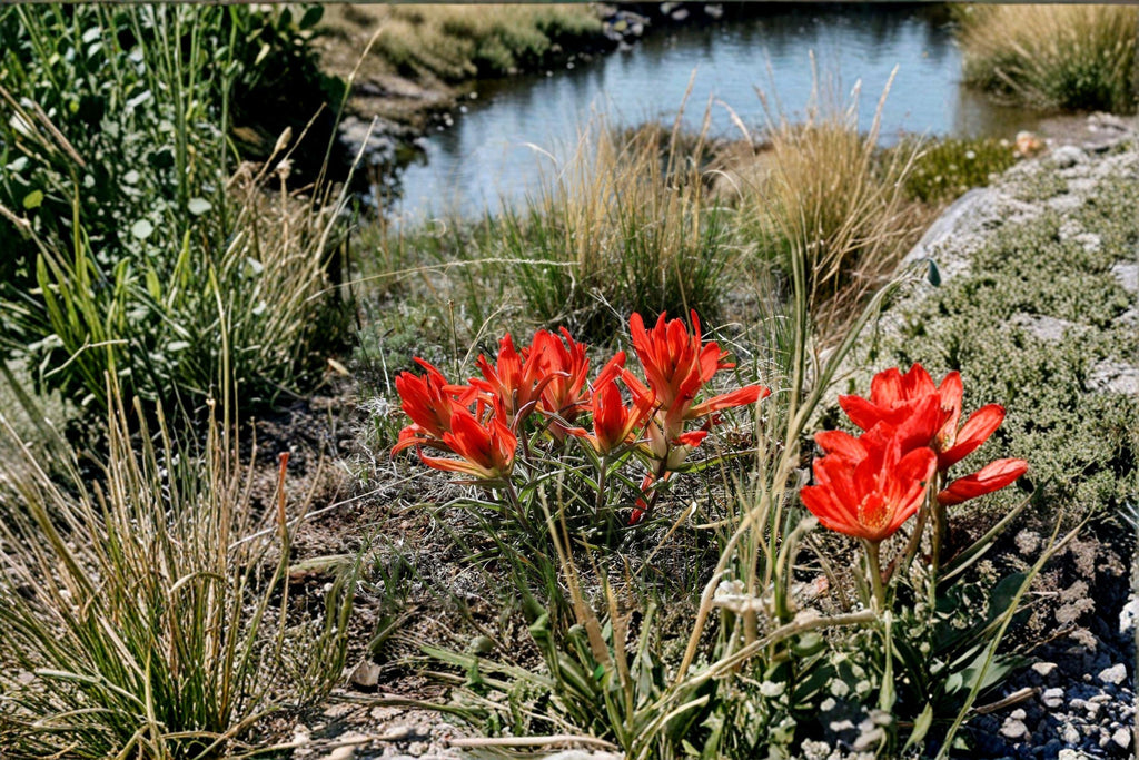 Castilleja Integra Orange Paintbrush Seeds – 300 Native Southwestern Wildflower Seeds