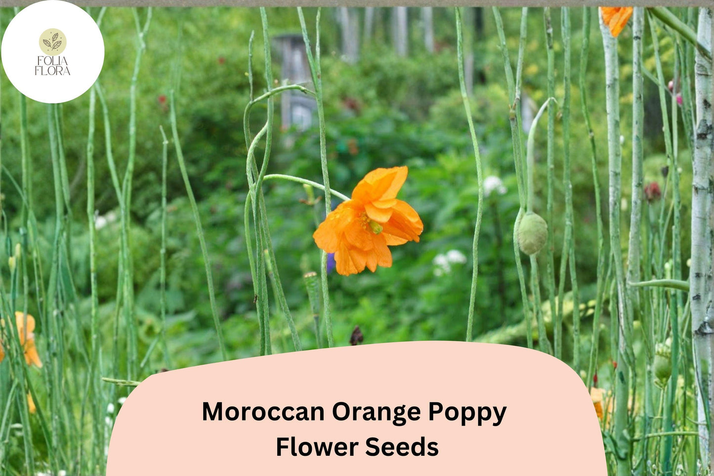 200+ Moroccan Orange Poppy Seeds for Garden Planting – Vibrant Orange Blooms, Easy to Grow Wildflowers