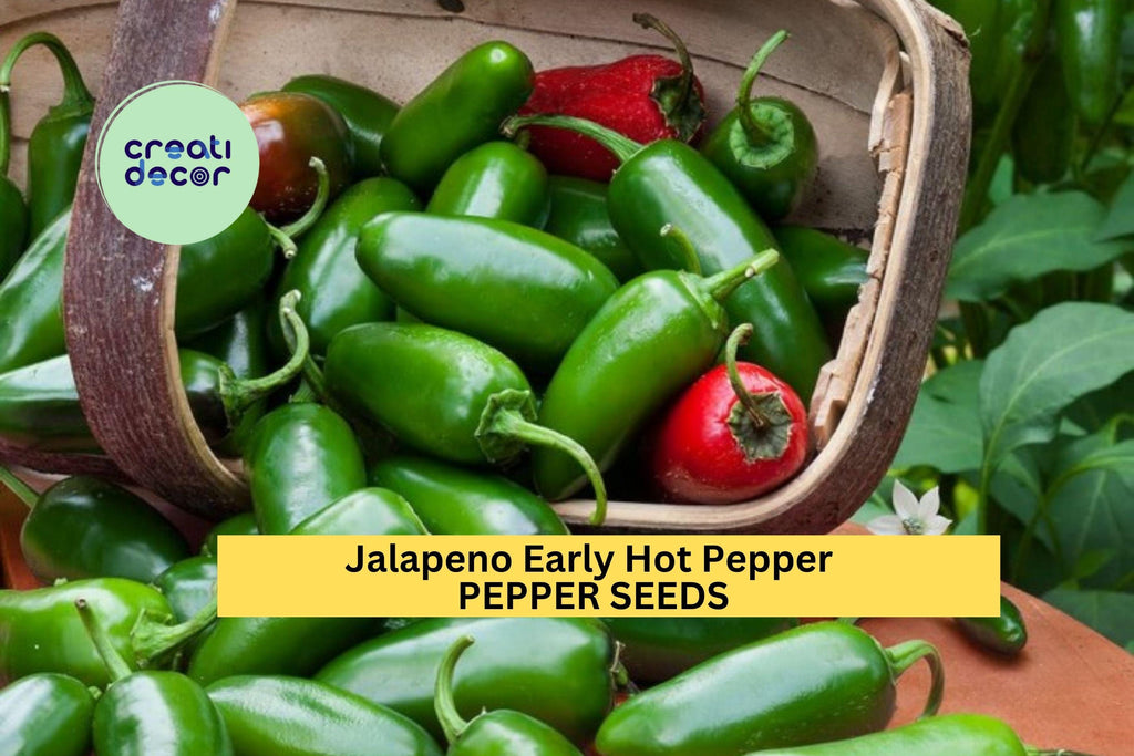 3pcs of 300mg Jalapeno Early Hot Pepper Seeds – Spicy Green Chili for Salsa, Pickling, and Home Garden Growing Seeds for Planting