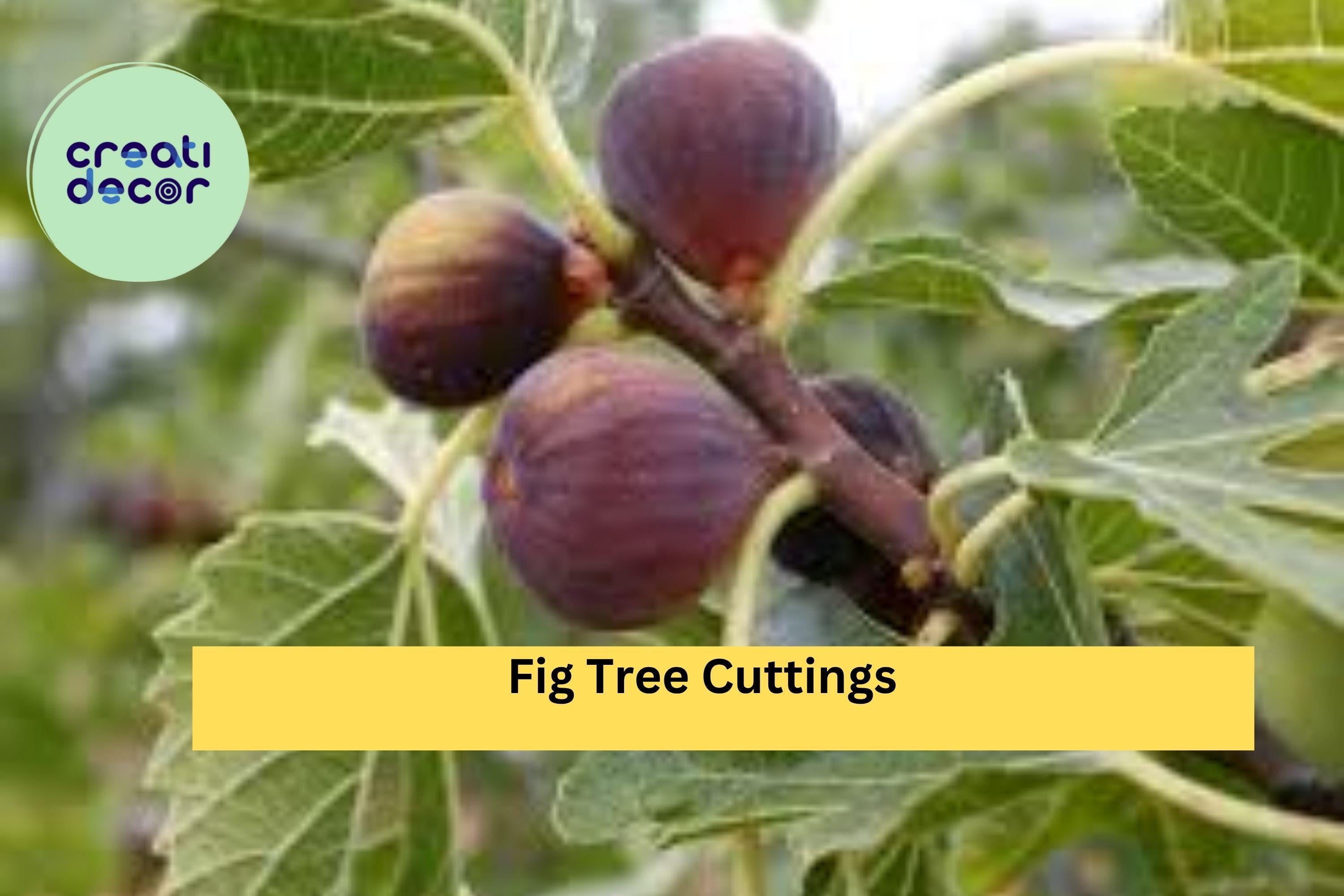 Fig Tree Cuttings – 10 Fresh Unrooted Stems for Propagation, Ficus carica Branches for Growing New Fig Plants