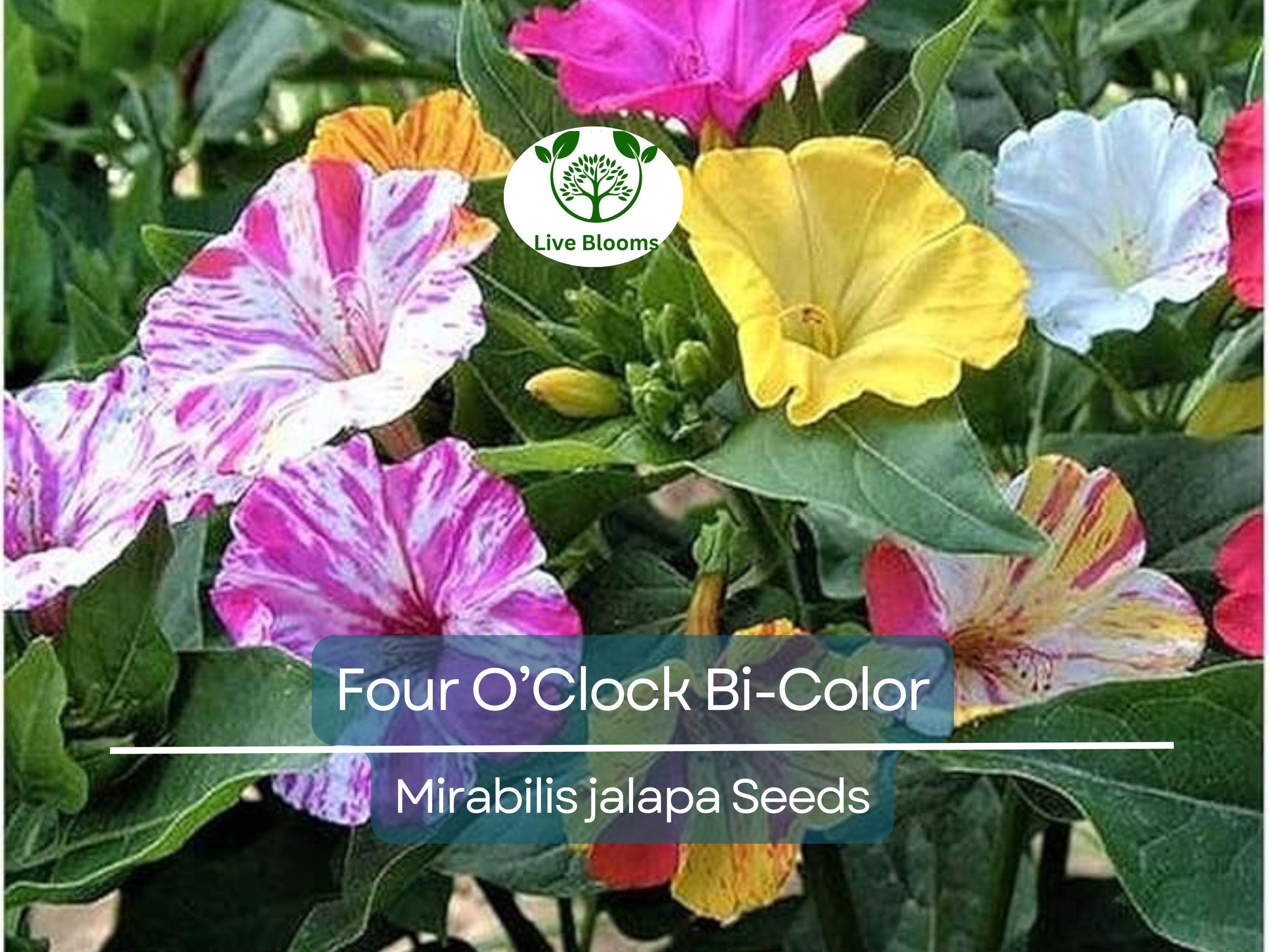 25 Seeds Four O’Clock Bi-Color – Mirabilis jalapa – Heirloom Non-GMO Annual or Perennial – Hummingbird & Pollinator Favorite