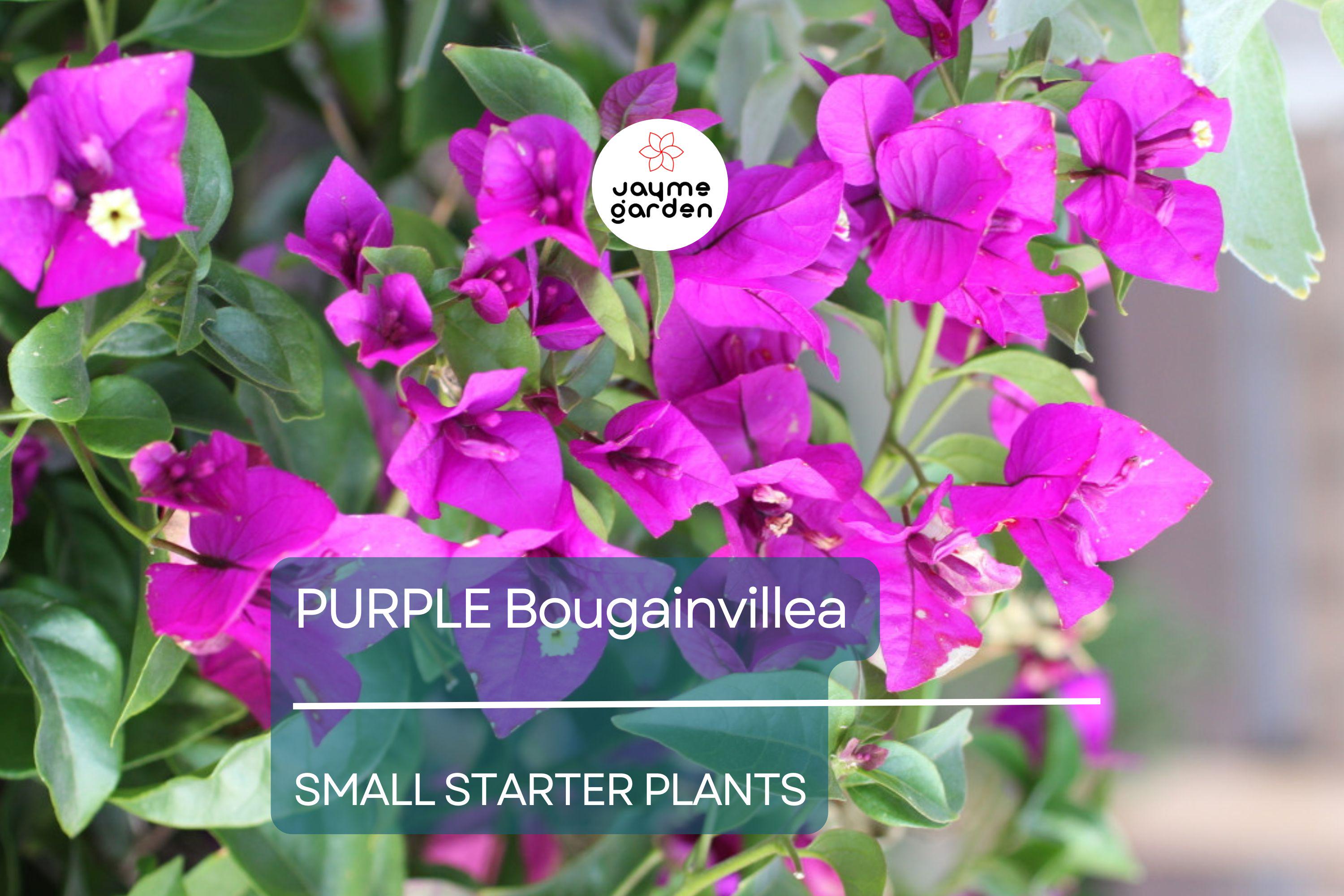 Purple Bougainvillea Starter Plant - Paper Flower, 5-7 Inches Tall - Vibrant Tropical Blooms for Gardens, Trellises & Landscaping