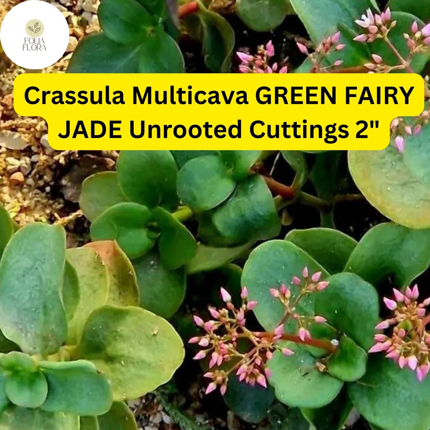 Crassula Multicava ‘Green Fairy Jade’ | 2 Unrooted 2” Cuttings | Fast-Growing, Easy-Care Succulent, Ground Cover, Unique Houseplant