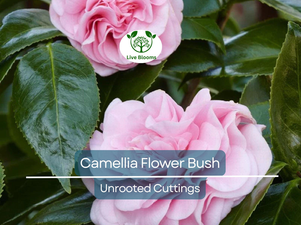 5 Fresh Unrooted Cuttings of Camellia Flowering Shrubs (Camellia japonica) 6-8 Inches – Hardy, Beautiful Blooms for Propagation