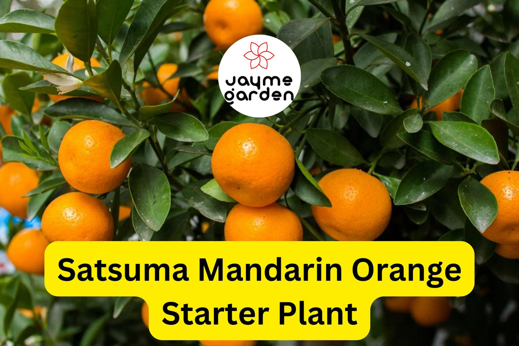Satsuma Mandarin Orange Tree - Live Citrus Seedling, 4-10" Tall - Cold Hardy, Sweet Fruit, Fast Growing for Home Gardens & Containers