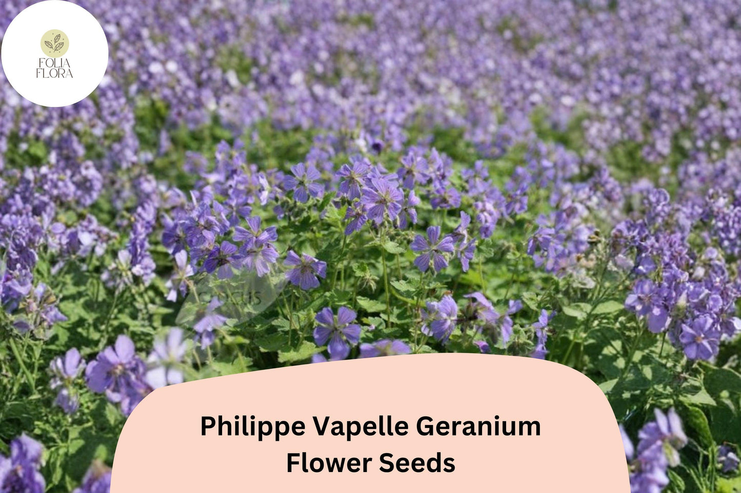25+ Philippe Vapelle Geranium Seeds | Hardy Perennial | Purple-Violet Blooms for Garden Borders & Pollinator Gardens