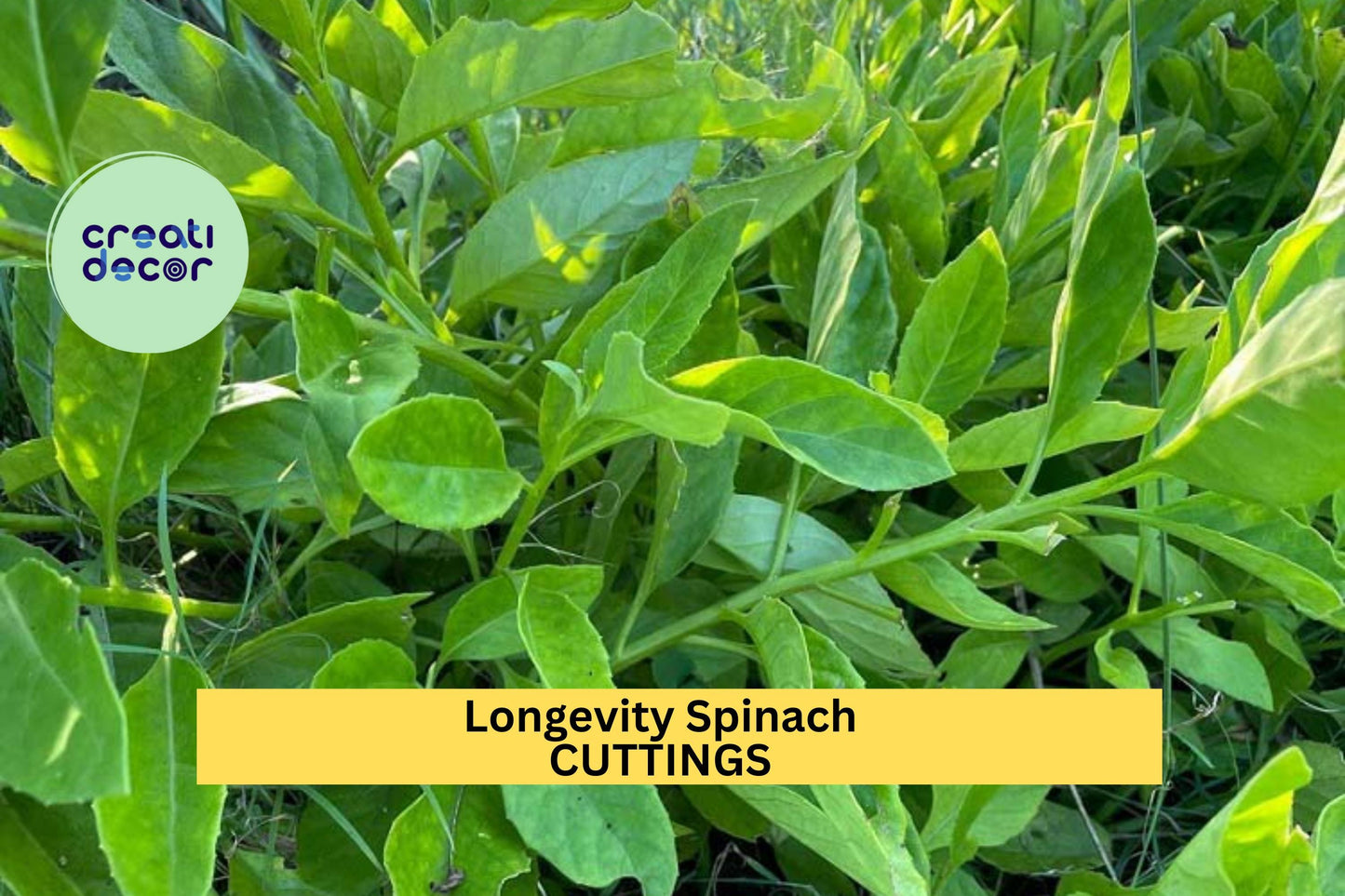 3 Longevity Spinach Cuttings | Gynura Procumbens | Edible Leafy Starter Plant | Easy to Grow | FREE Shipping Included