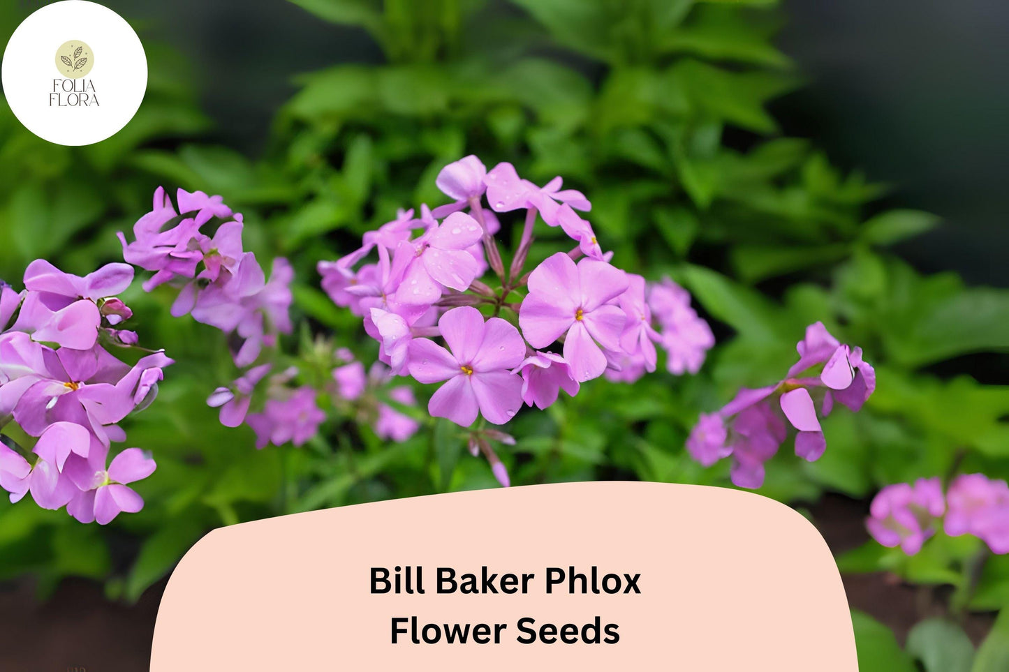 100+ Bill Baker Phlox Seeds for Garden Planting | Phlox paniculata | Perennial Flower Seeds | Soft Pink-Lavender Blooms