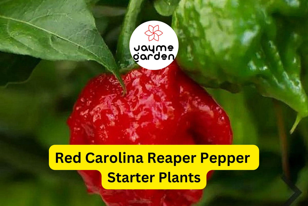 3 Red Carolina Reaper Starter Plants - Super Hot Chili - Extreme Heat for Spicy Recipes, Gardens & Container Growing