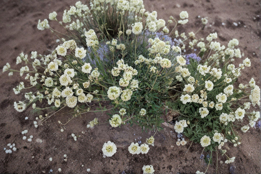 Eriogonum heracleoides/Parsnipflower Wild Buckwheat – 50 Seeds | Native Western Perennial | Drought-Tolerant | Pollinator Powerhouse