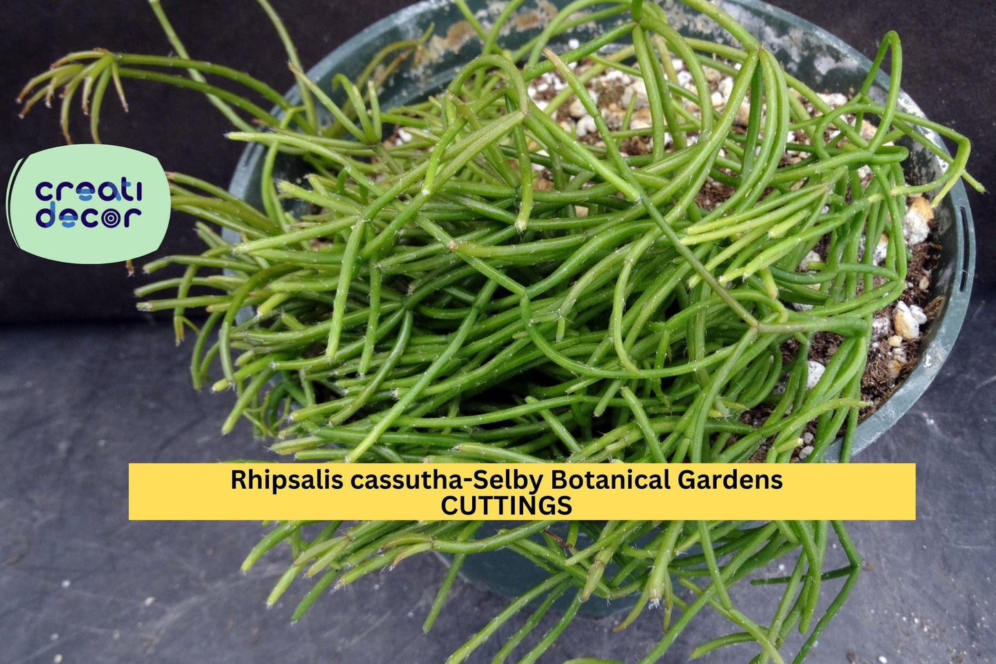 5 Rhipsalis Cassutha Cuttings | 4" Trailing Cactus Starter | Selby Botanical Gardens Lineage | Easy Indoor Hanging Plant