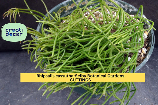 5 Rhipsalis Cassutha Cuttings | 4" Trailing Cactus Starter | Selby Botanical Gardens Lineage | Easy Indoor Hanging Plant