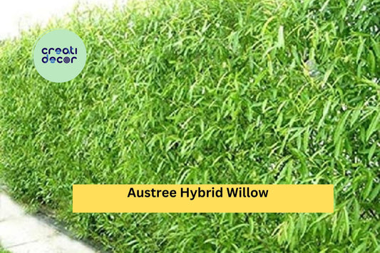 50 Austree Hybrid Willow Cuttings | Fast Growing Live Starter Trees | Propagation Stems for Privacy Hedges, Windbreaks & Landscaping