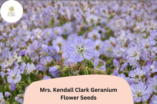 25+ Mrs. Kendall Clark Geranium Seeds | Hardy Perennial | Purple Geranium Blooms for Garden Borders & Pollinator Gardens