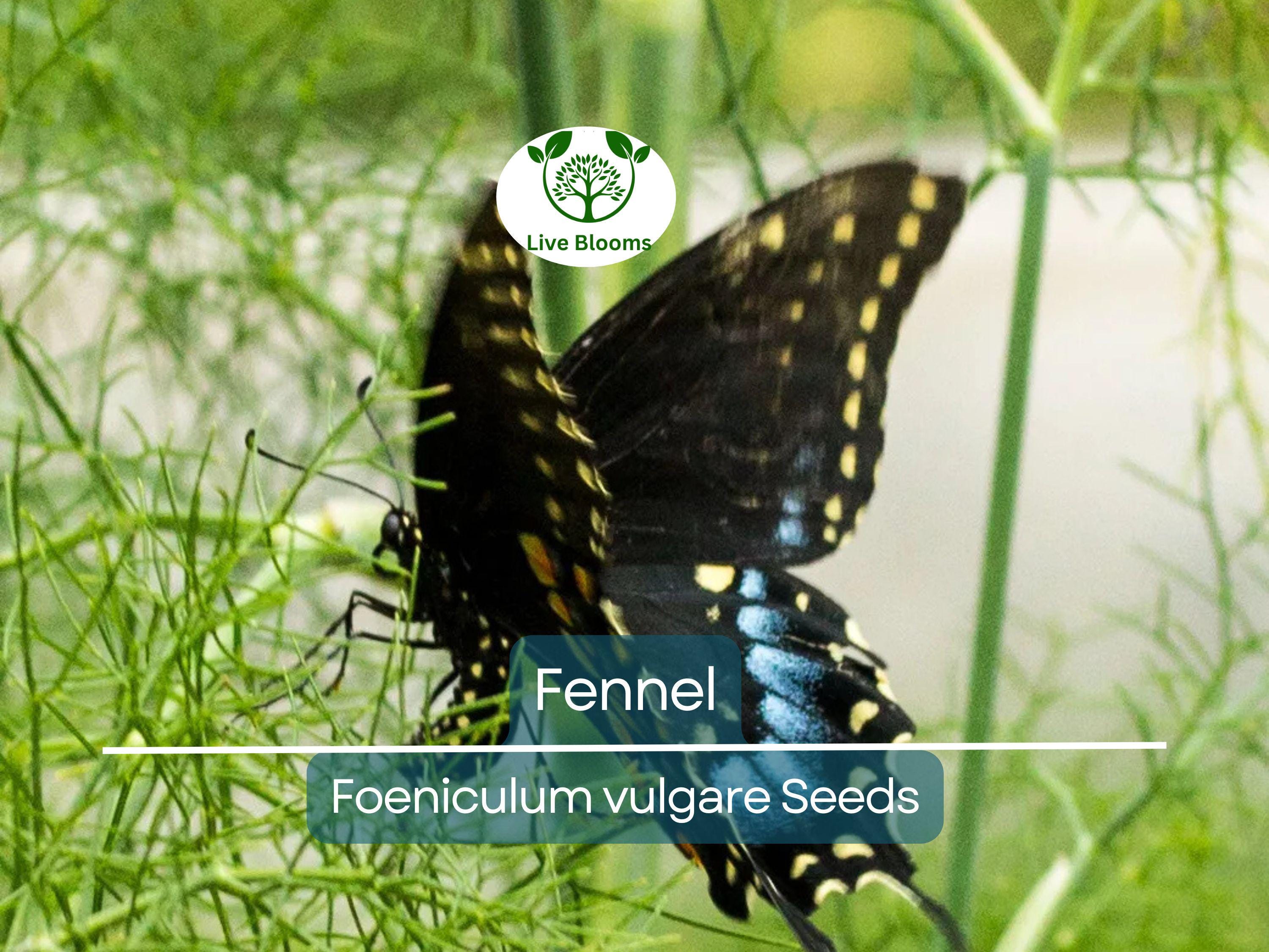 200 Fennel Seeds Herb, Perennial, Swallowtail Butterfly Host Plant, Non-GMO, Aromatic, Healthy, Easy to Grow, Perfect for Gardens