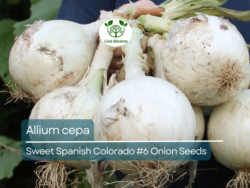 250 mg Sweet Spanish Onion Seeds - Allium cepa Colorado #6 | Heirloom Vegetable Seeds for Planting, Gardening & Sweet Bulbs Harvest