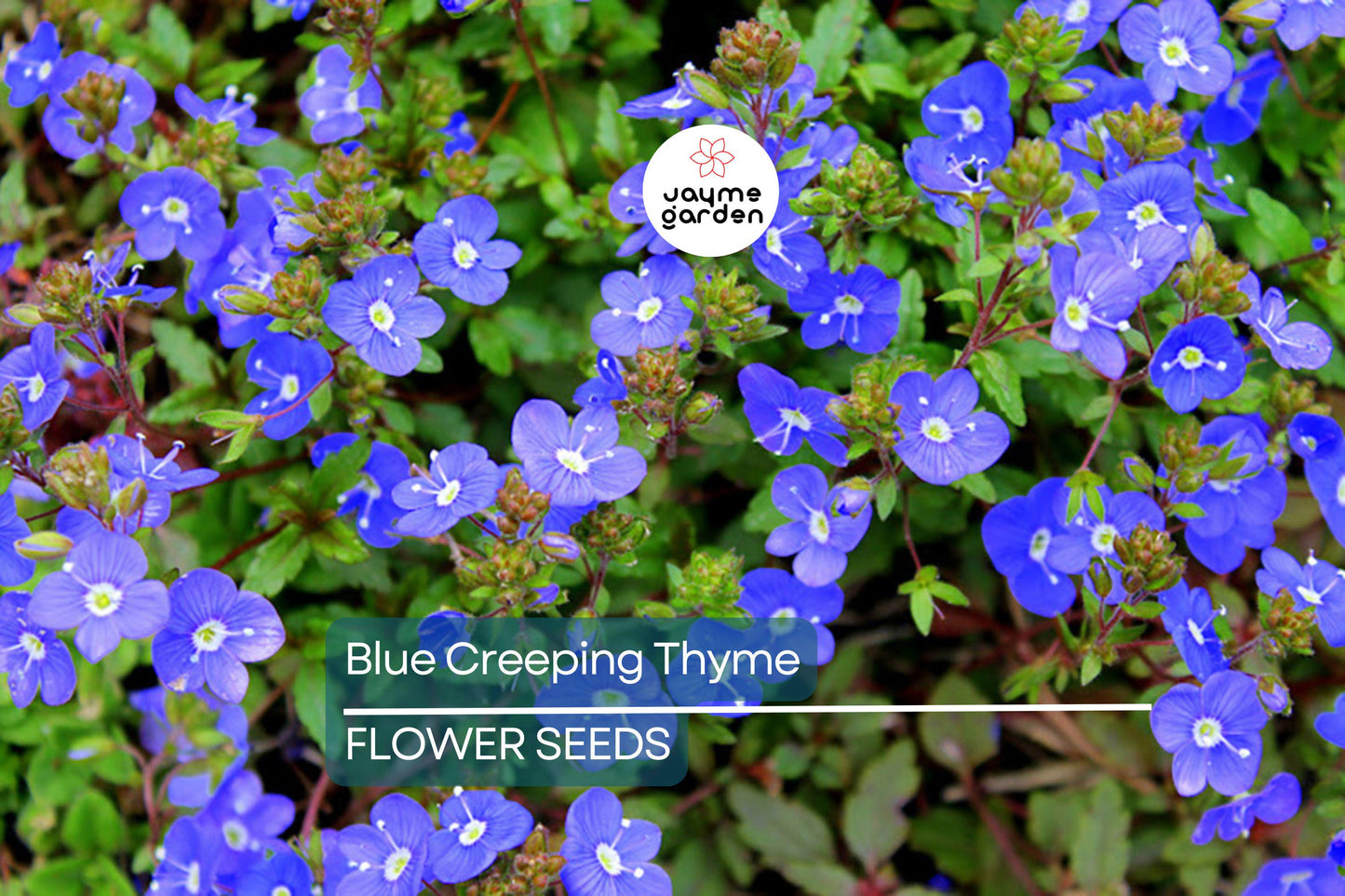Blue Creeping Thyme Seeds - Non-GMO, Fragrant Ground Cover, Easy-Grow, Drought-Tolerant, Perfect for Rock Gardens, 300 Seeds