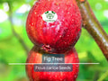 40 Fig Tree Seeds | Ficus carica, Sweet Fruit Shrub, Non-GMO, Easy to Grow, Edible Figs for Garden, Jams & Preserves, Hardy Plant